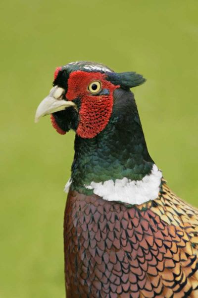 Great Britain, Tresco Isl Ring-necked pheasant